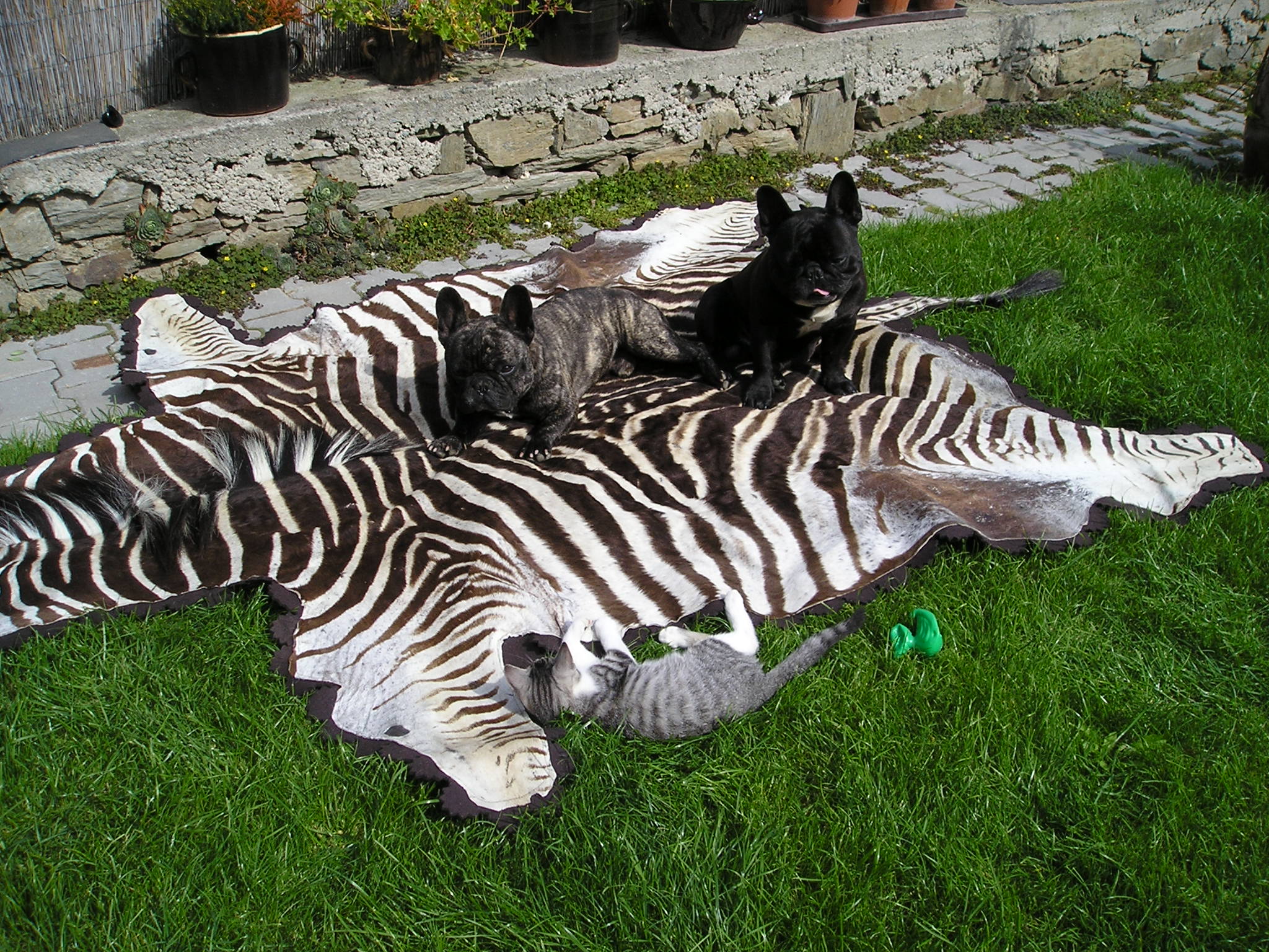 doma zari 2010